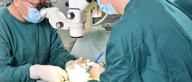 ���������Ż�����